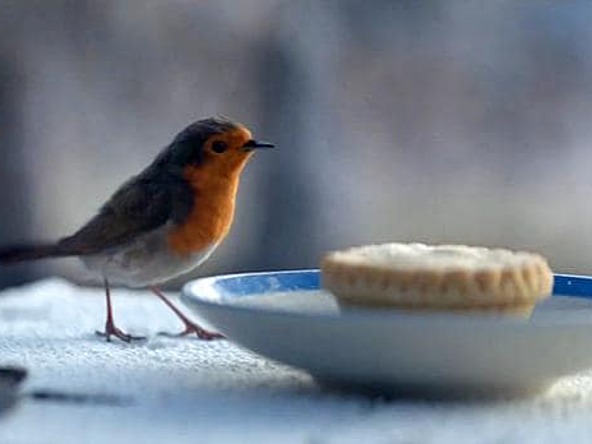 Waitrose robin crop